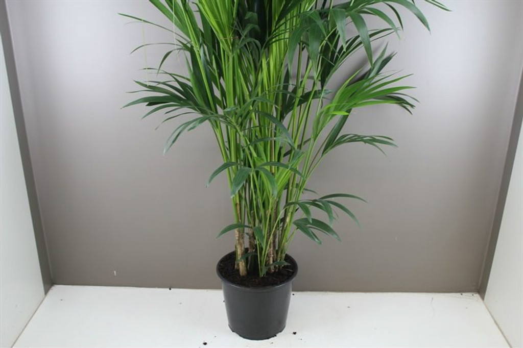 Howea forsteriana