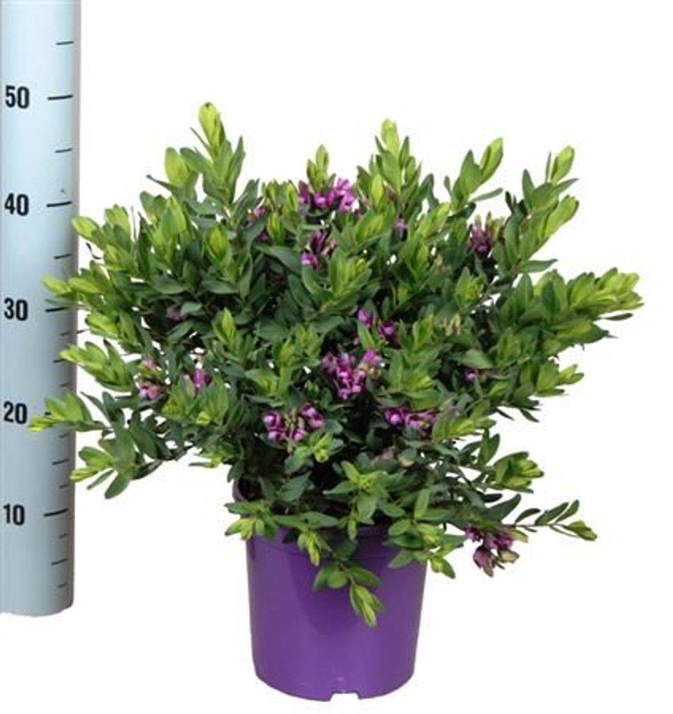 Large Sweet Pea' bush - Polygala