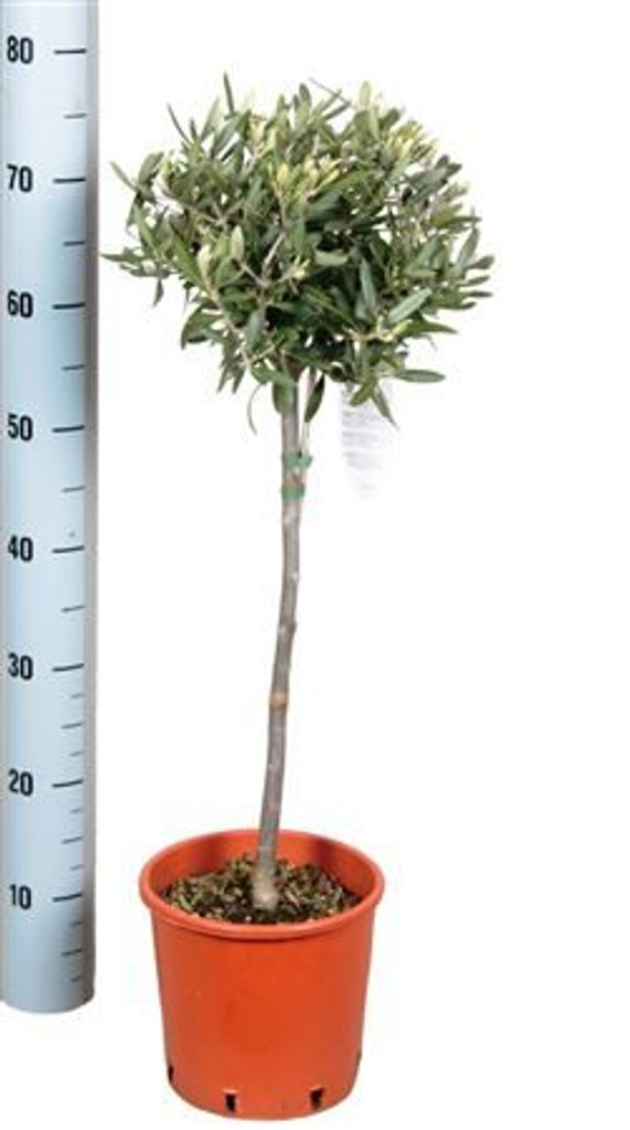 Olive thick stem gift