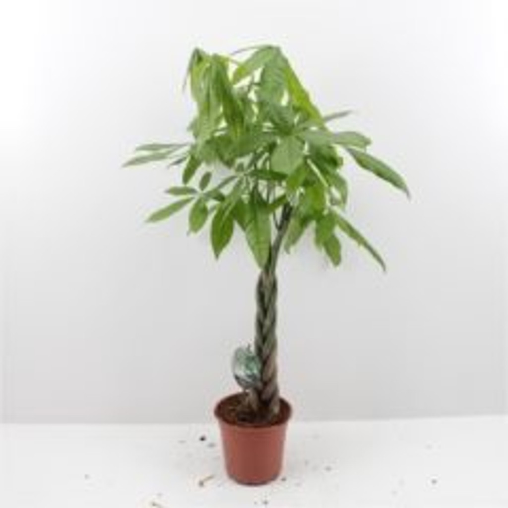 plaited stem money tree