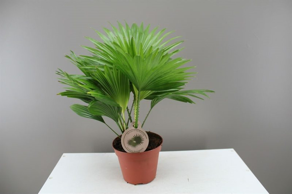 Small rounded leaf fan palm.