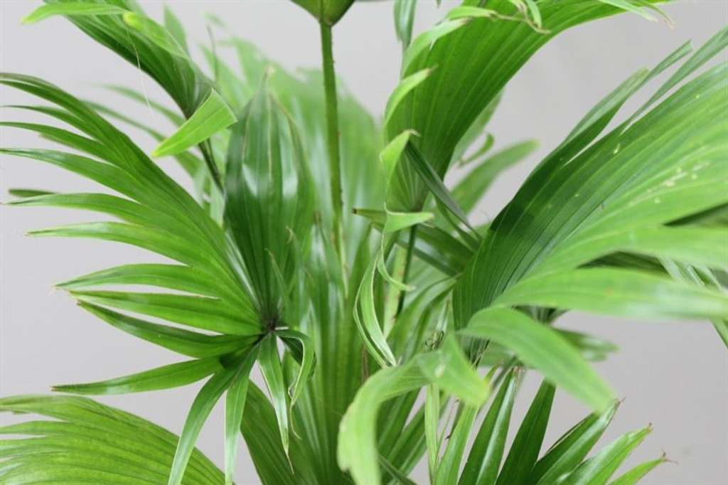 Livistona rotundifolia leaves