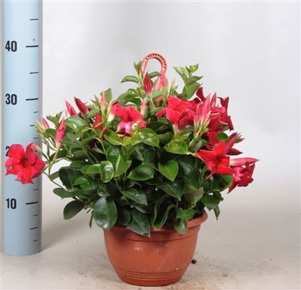 Mandevilla hanging basket