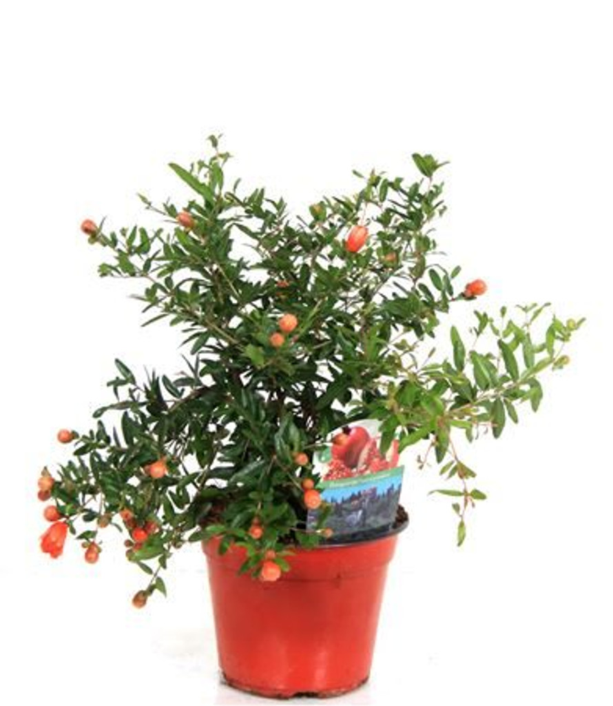 Dwarf Pomegranate Bush