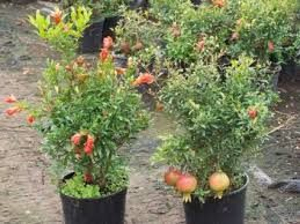 Dwarf Pomegranate