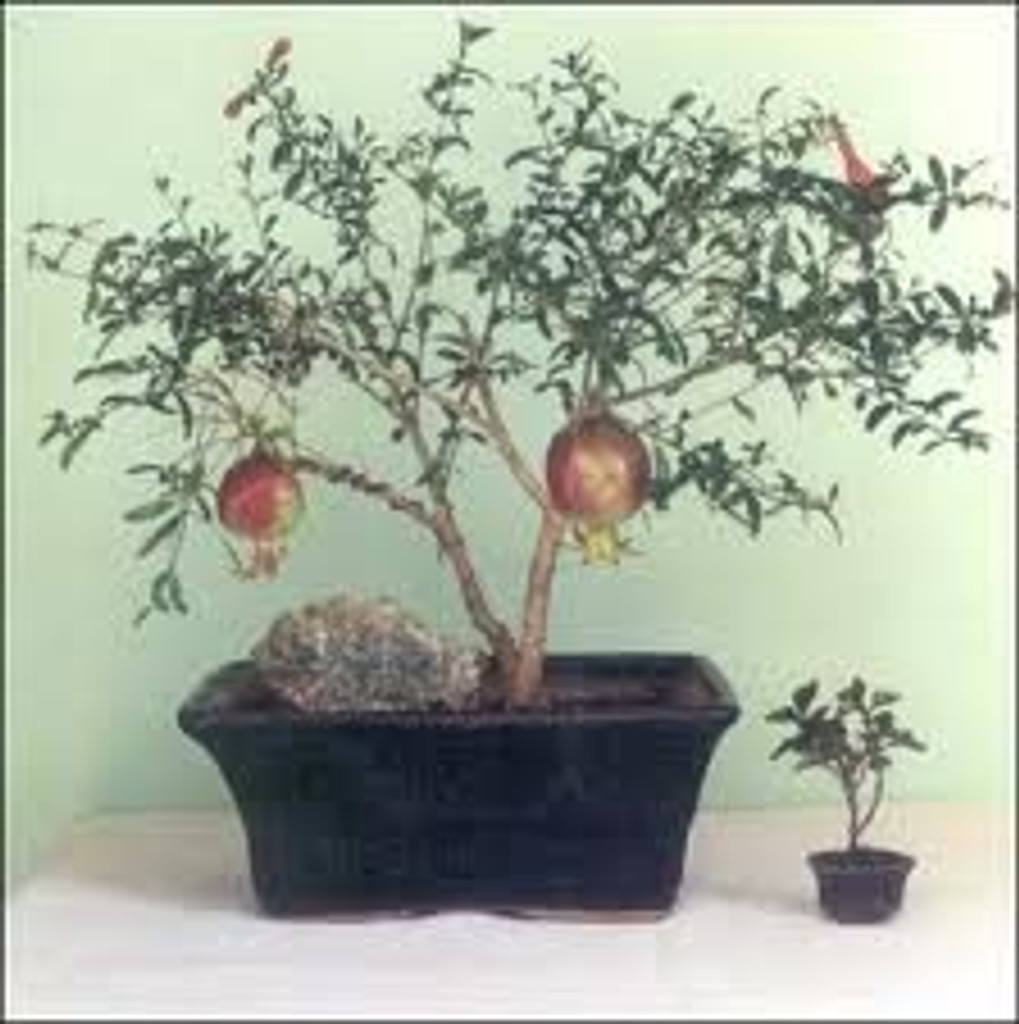 dwarf pomegranate flowering shrub