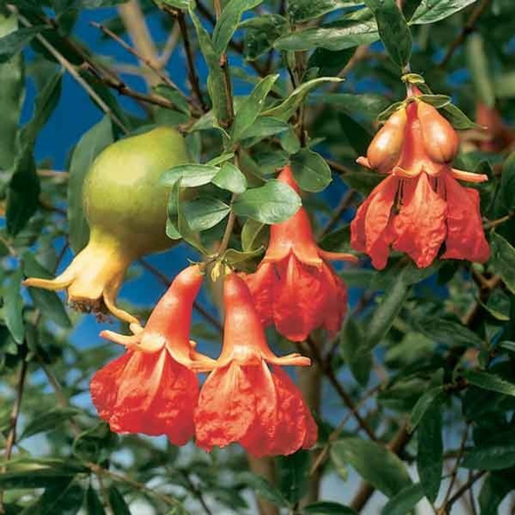Dwarf pomegranate fruits