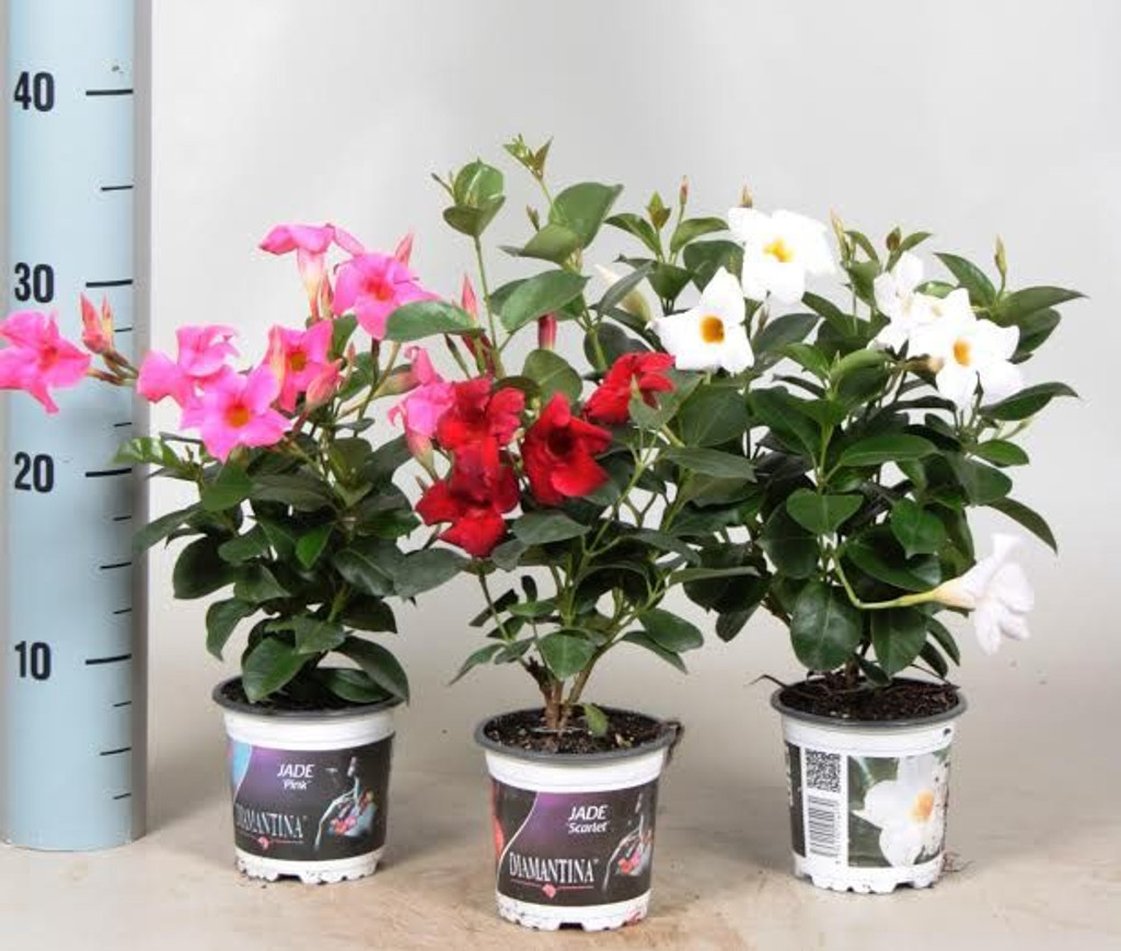 Mandevilla flowering bush