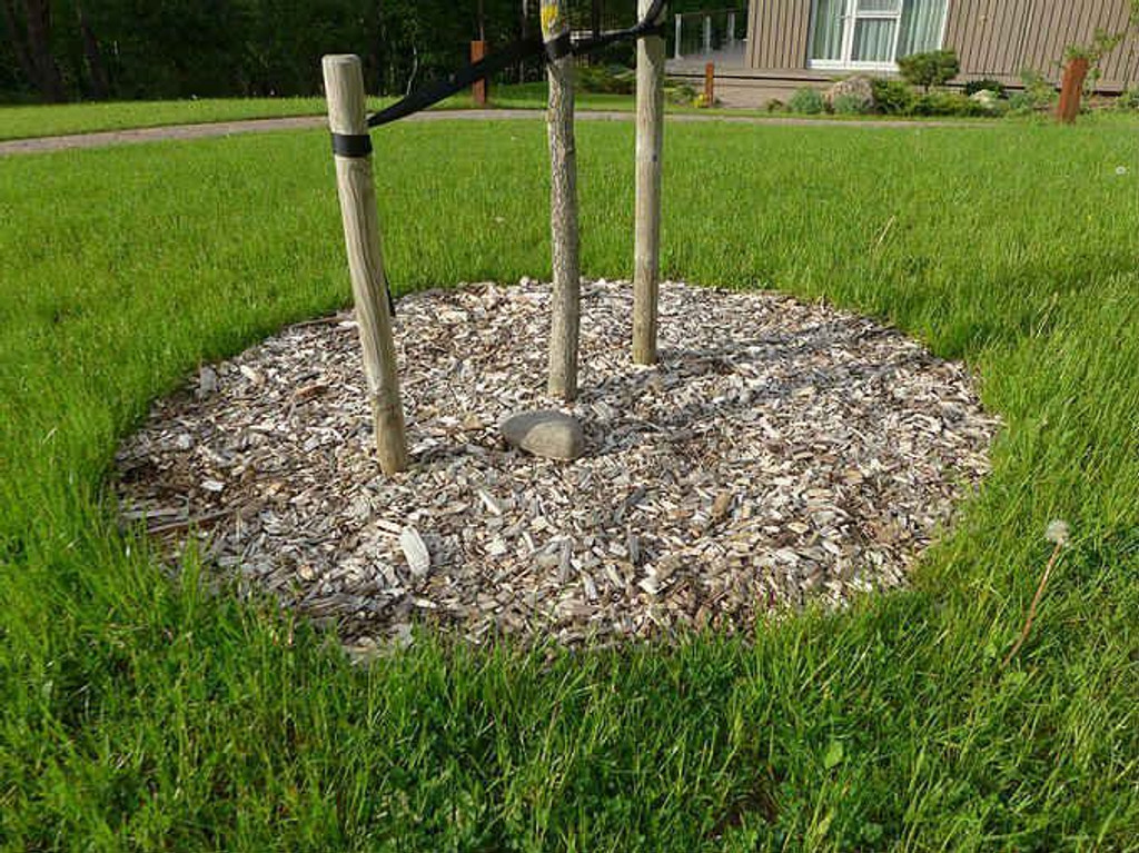 Tree plastic no dig edging to hold gravel
