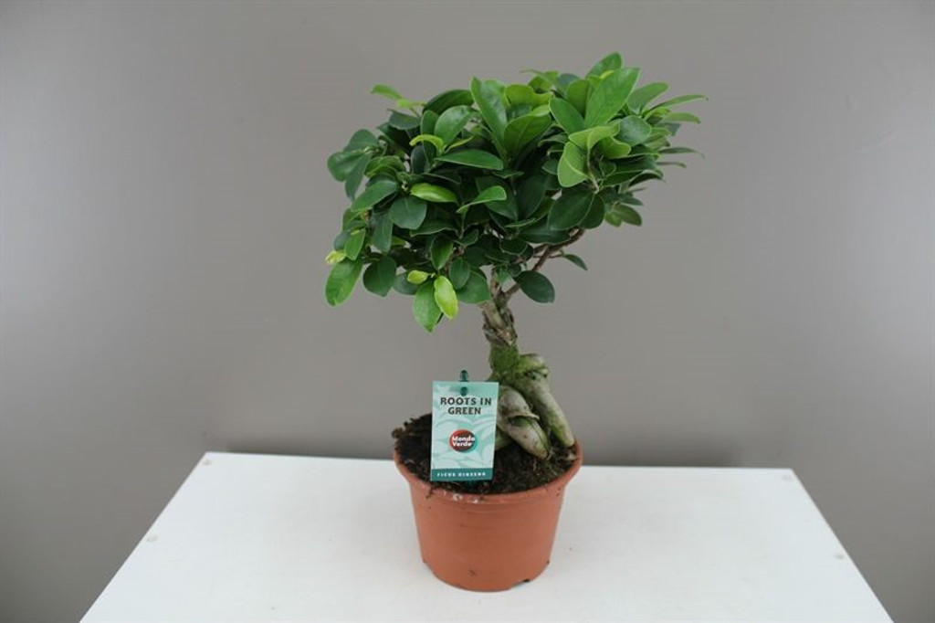 Ficus Bonsai