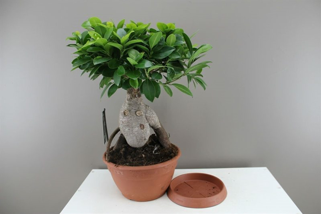 Large Ficus Bonsai
