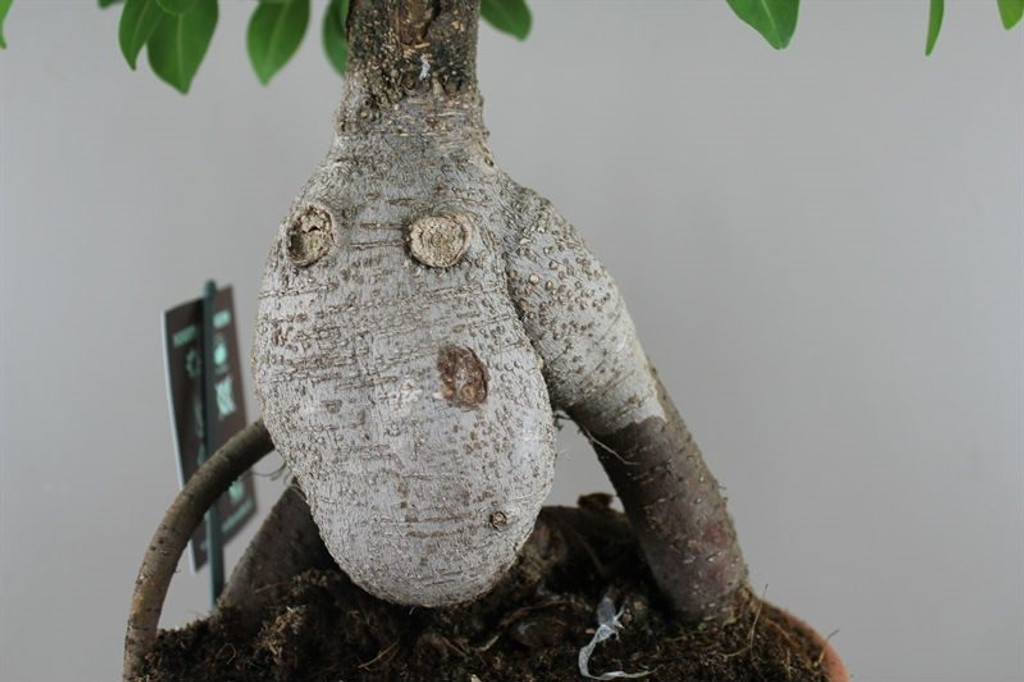 Ficus Bonsai Roots