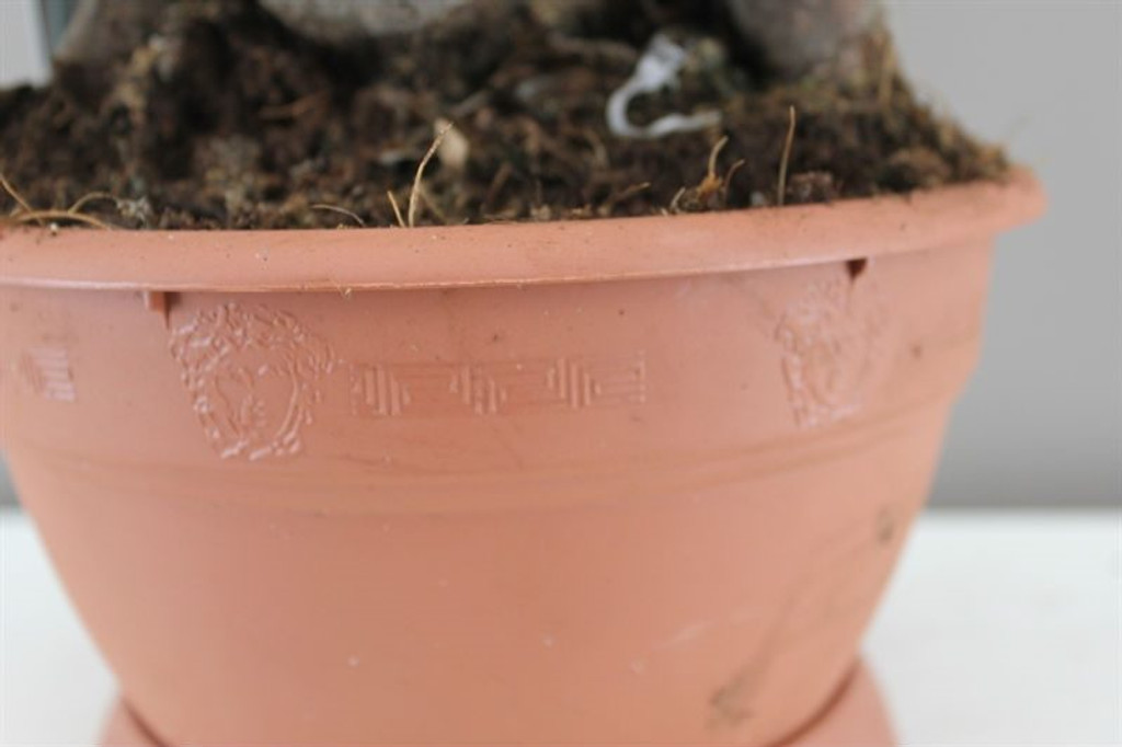 Ficus Bonsai Large pot