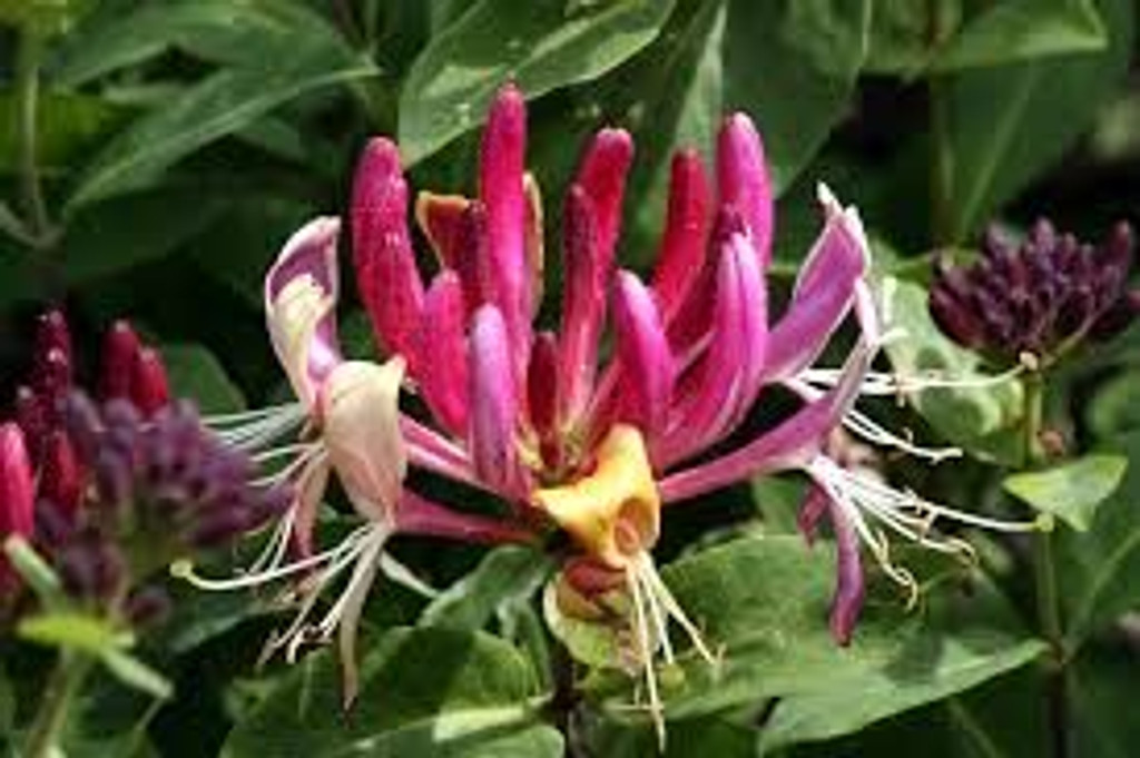Common honeysuckle flower