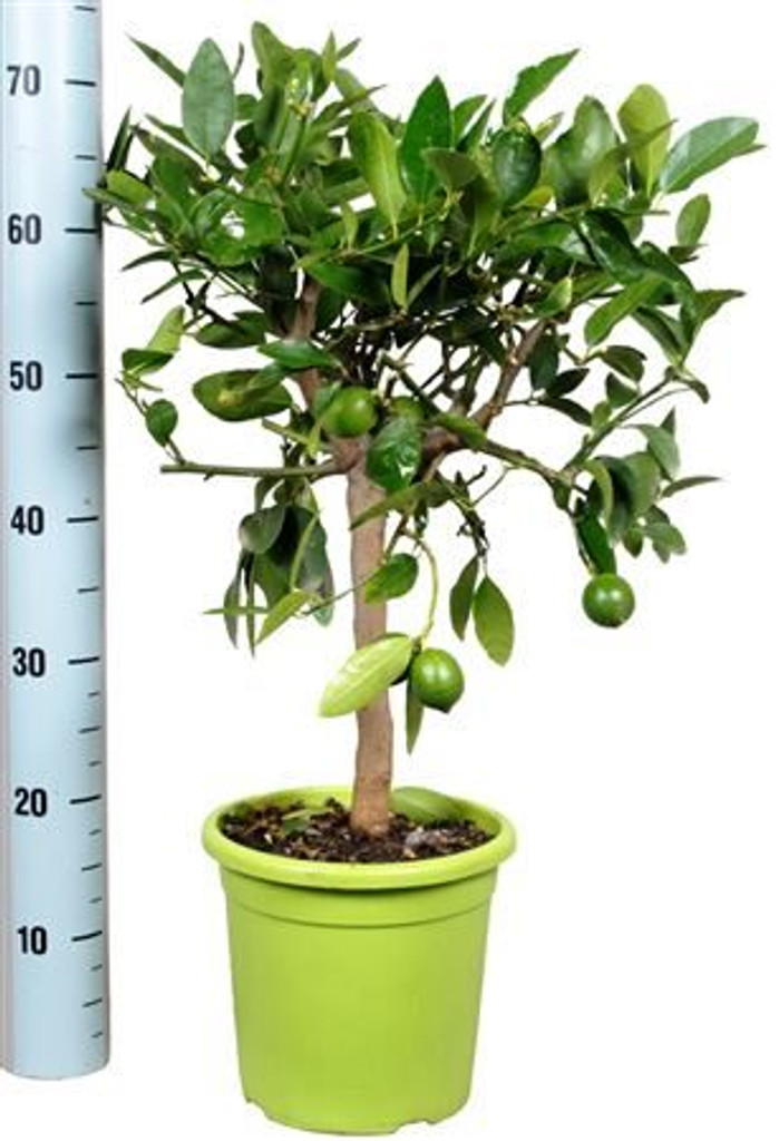 Citrus Lime Tree
