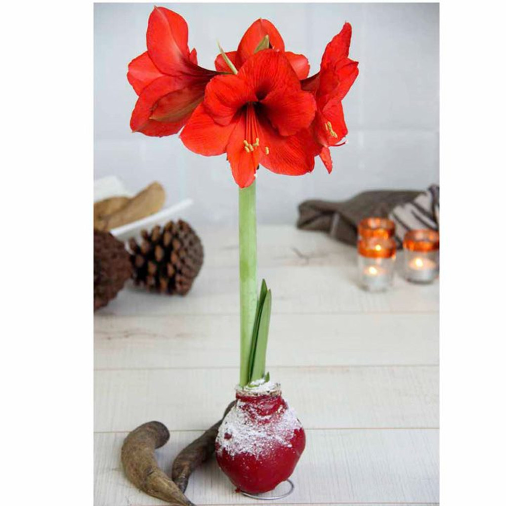 Amaryllis flower