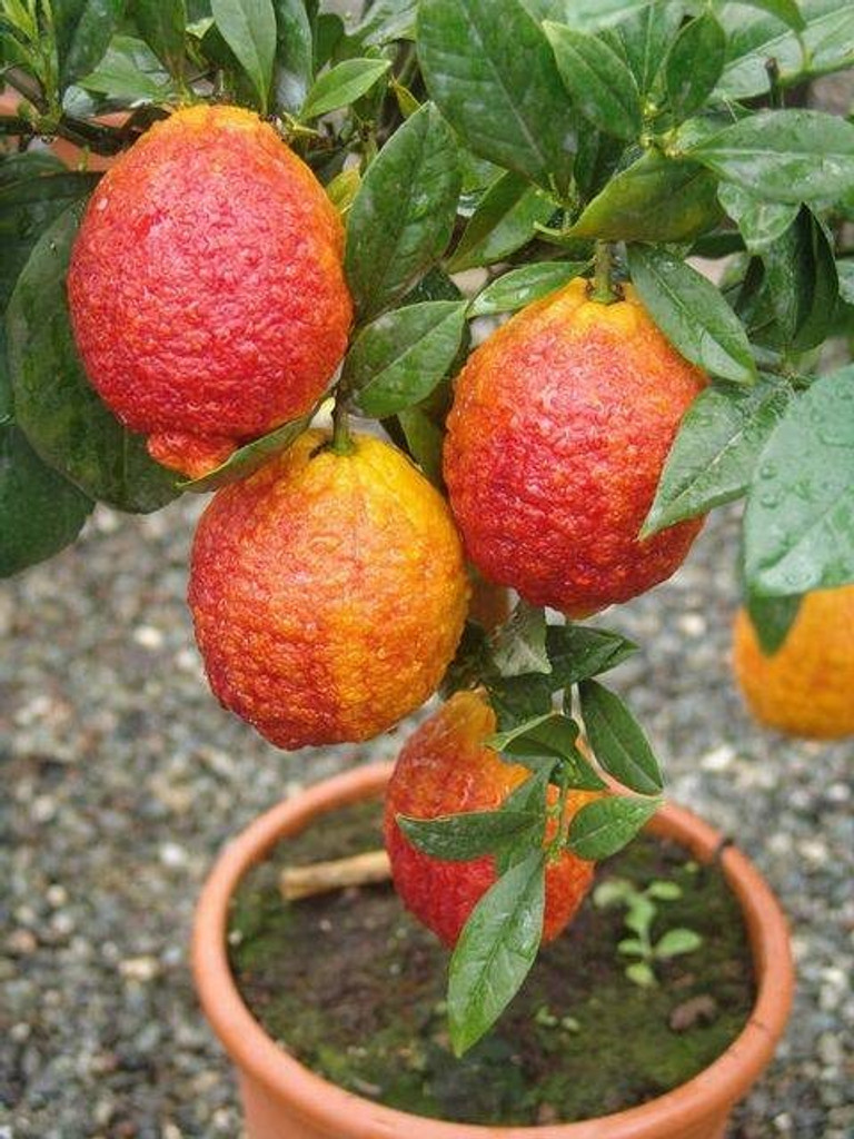 Exotic lemon tree