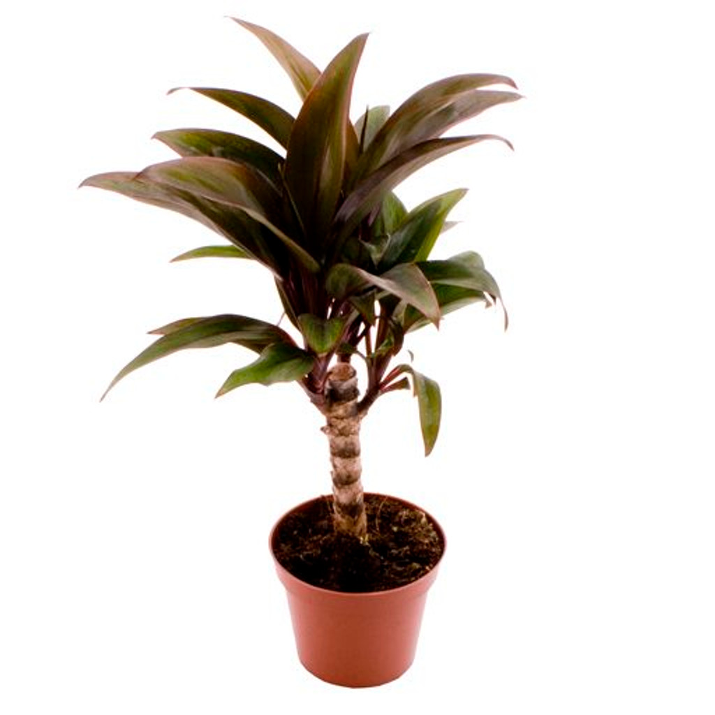 Palm lily