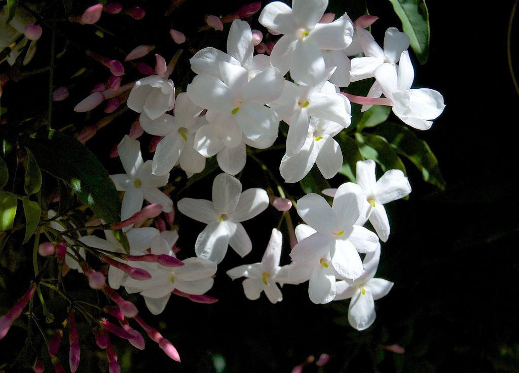 Many flowering Jasmine