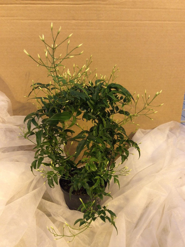Hoop Jasmine