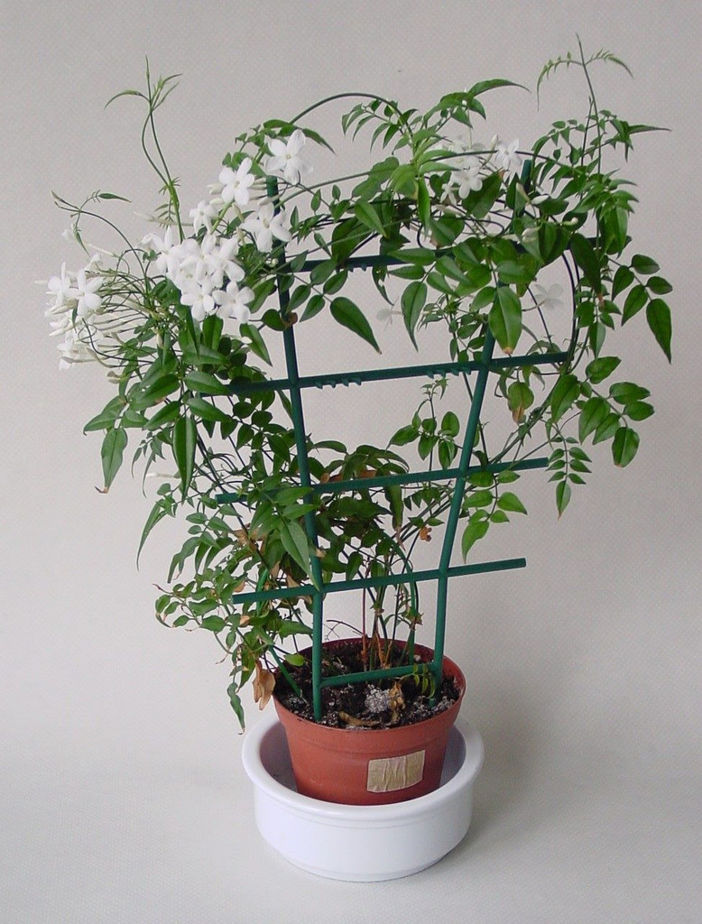 Hoop trained Jasminum Polyanthum