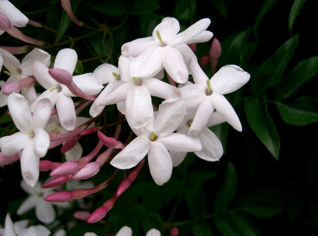 Jasmine Flowers