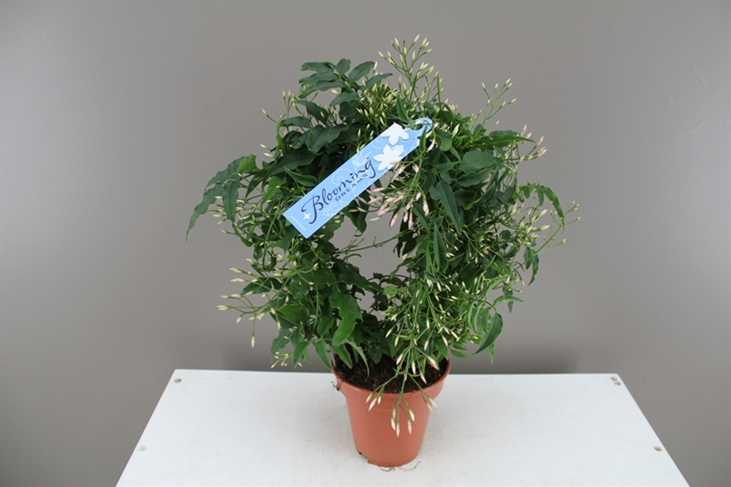 Jasminum polyanthum bow