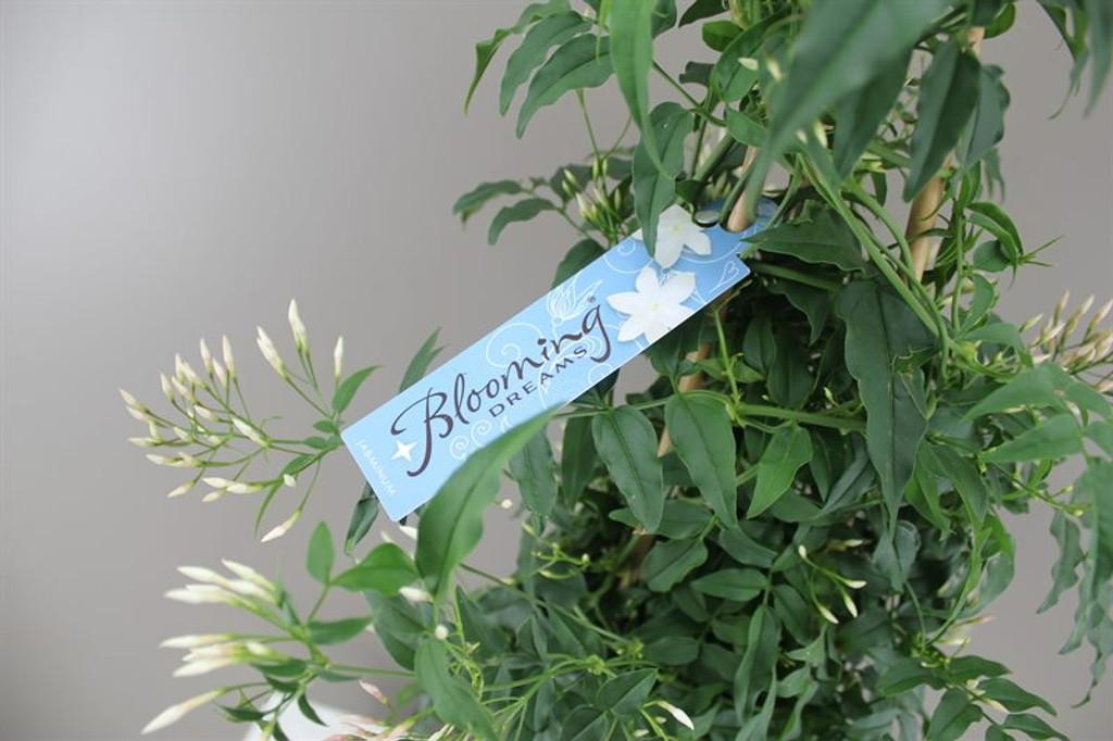Jasminum polyanthum bow