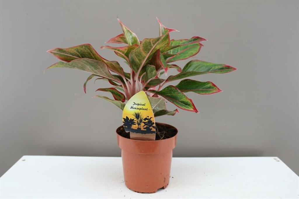 Red Aglaonema