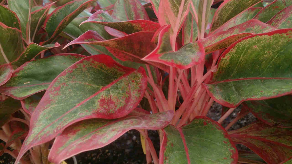 Red chinese evergreen