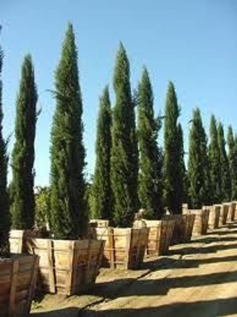Large Cyprus Italian Tree
