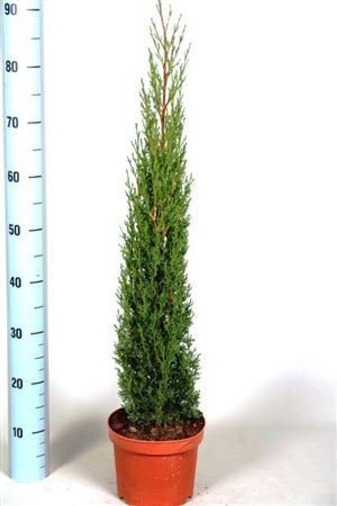 Conifer like Totem
