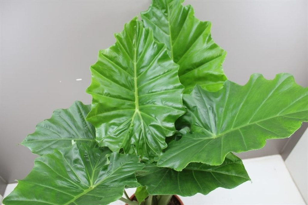 Glossy green elephant ears