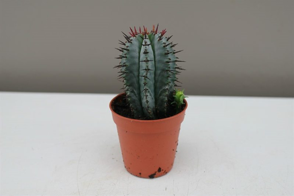 euphorbia horrida cactus