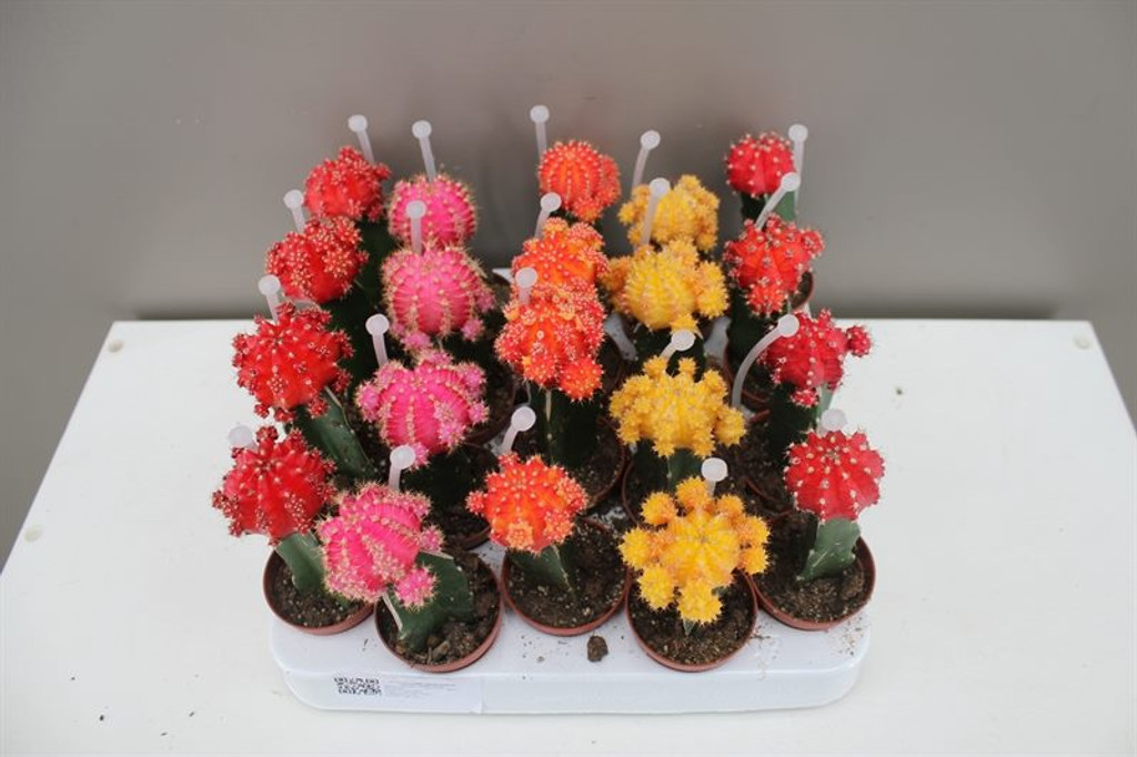 Grafted Chin Cactus