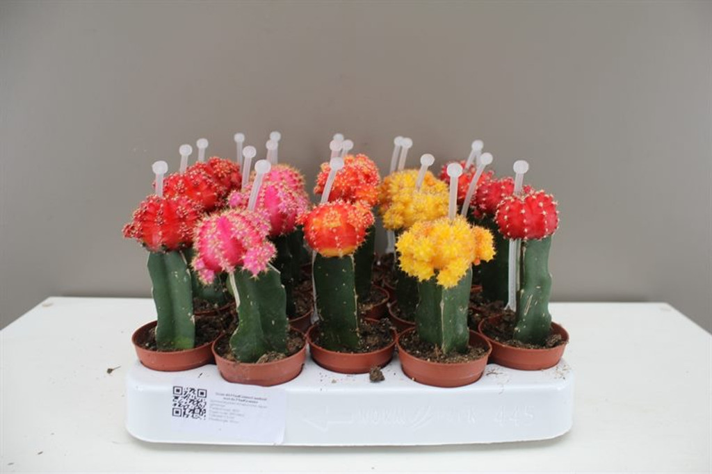 Coloured Chin Cactus