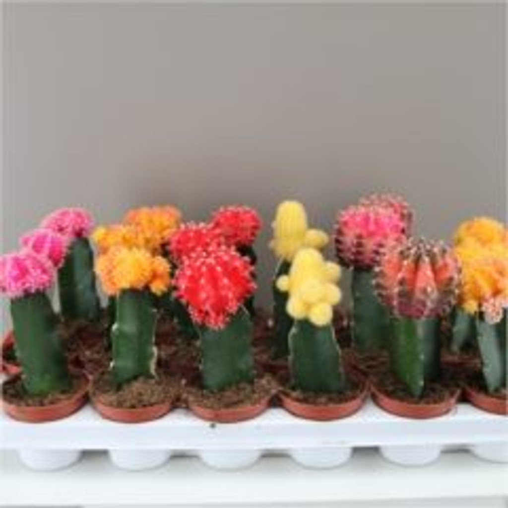 Large Rainbow Chin Cactus