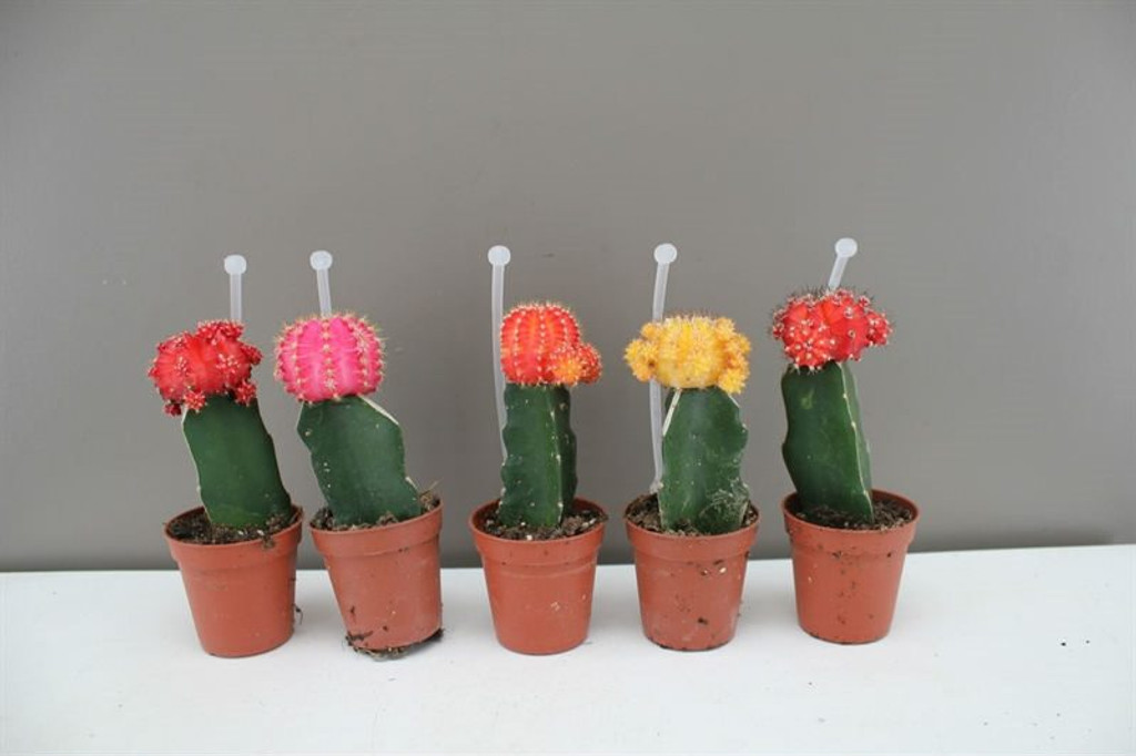 Rainbow Chin Cactus