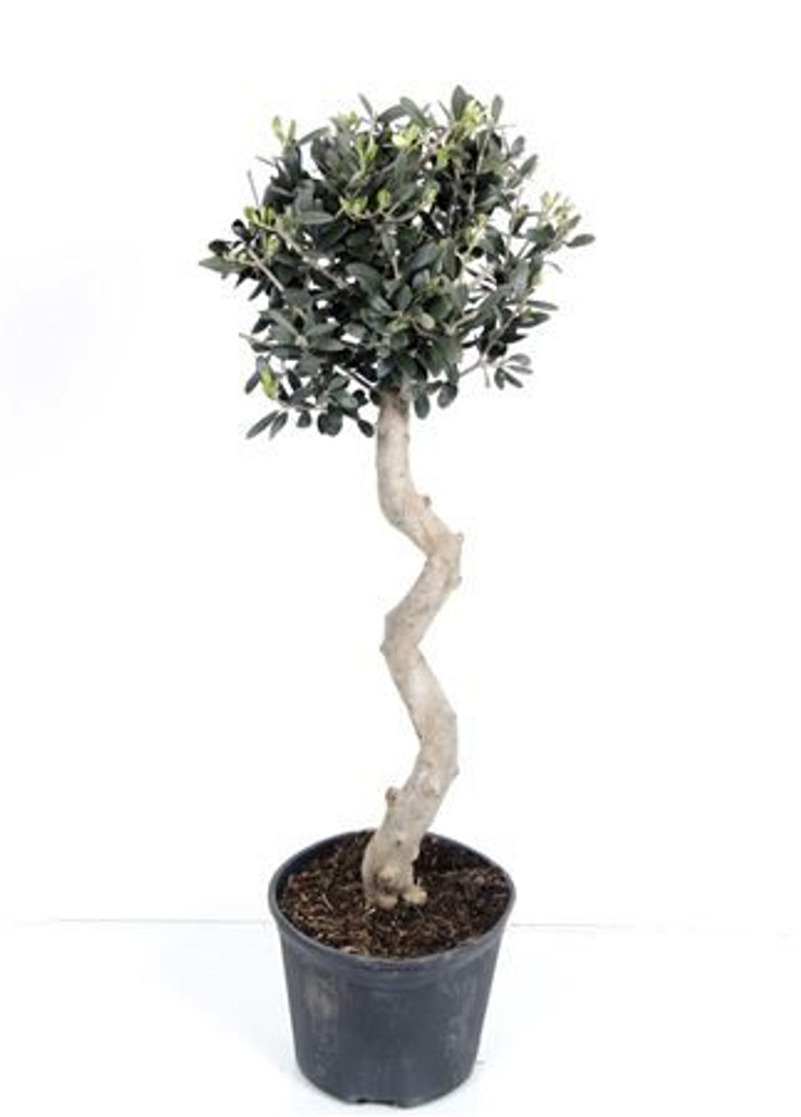 Olive spiral stem