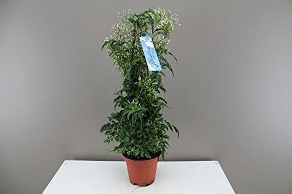 Jasmine Pyramid