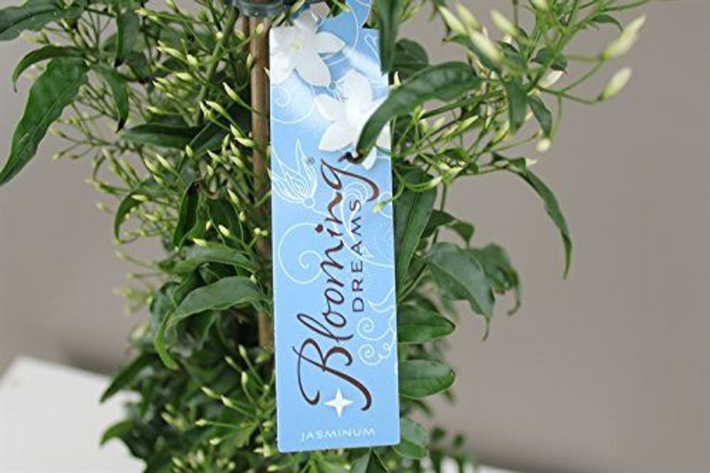 Jasmin Gift Plant