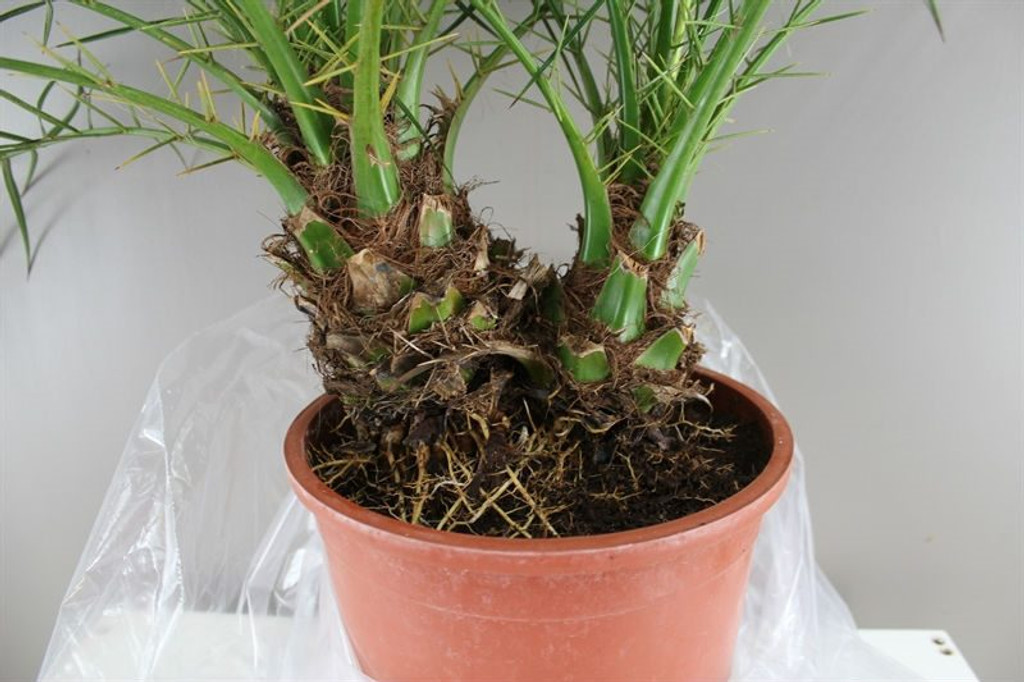 Phoenix Roebelinii bush