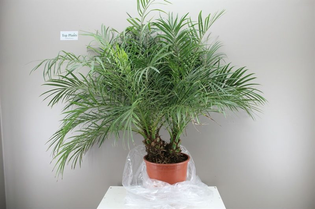Pygmy Date Palm