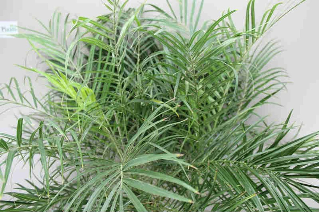 Phoenix Roebelinii leaves
