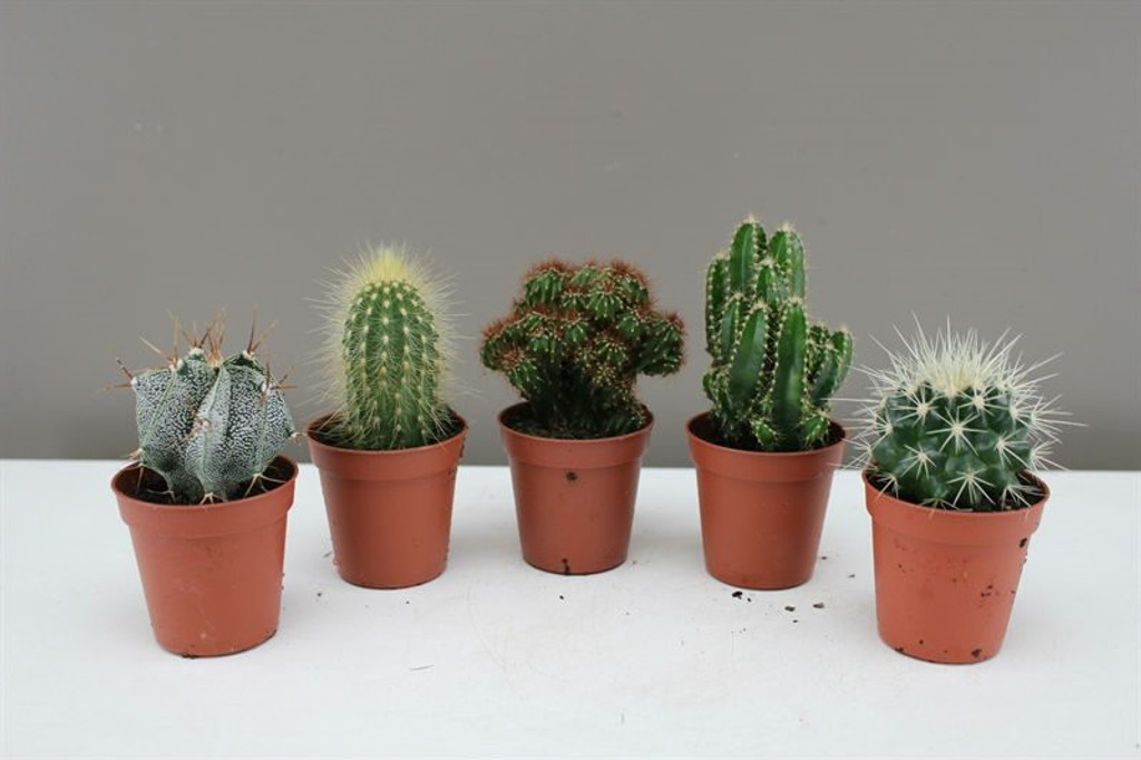Small Cactus Gift Set