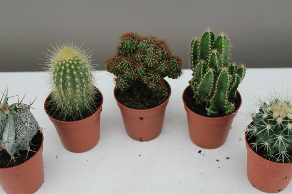Cactus Starter set