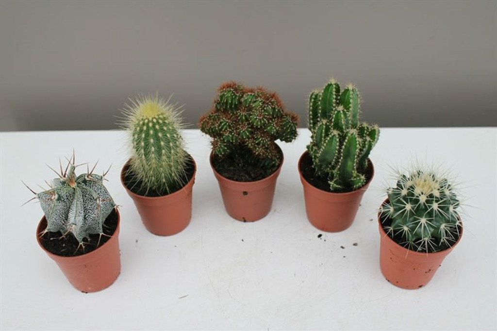 mini cactus set