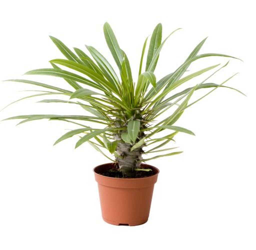 Madagascar Palm-Pachypodium Lamerei- Stem-succulent plant
