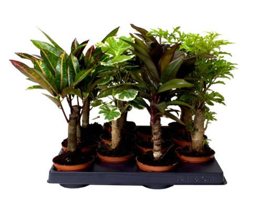Stem mix- Great mix of long-stemmed indoor plants for your home or office- Add a touch of the outdoors to your home- Easy to care for indoor plants