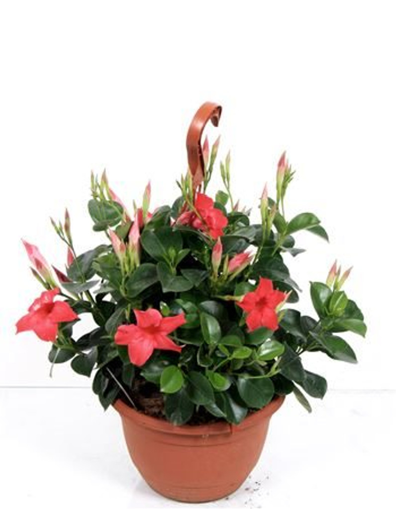 Tropical Evergreen hanging basket - Pink Mandevilla